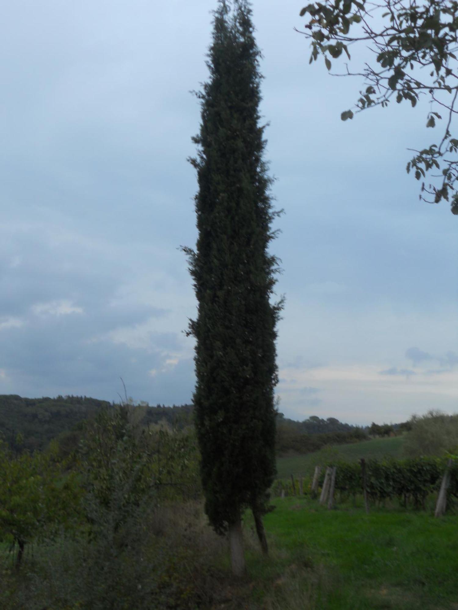 Tenuta Il Tresto Poggibonsi Kültér fotó