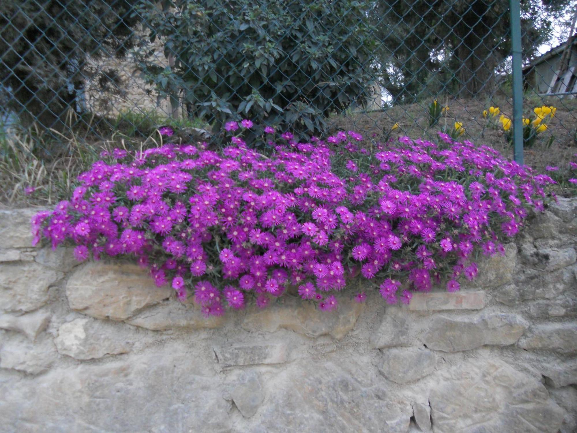 Tenuta Il Tresto Poggibonsi Kültér fotó